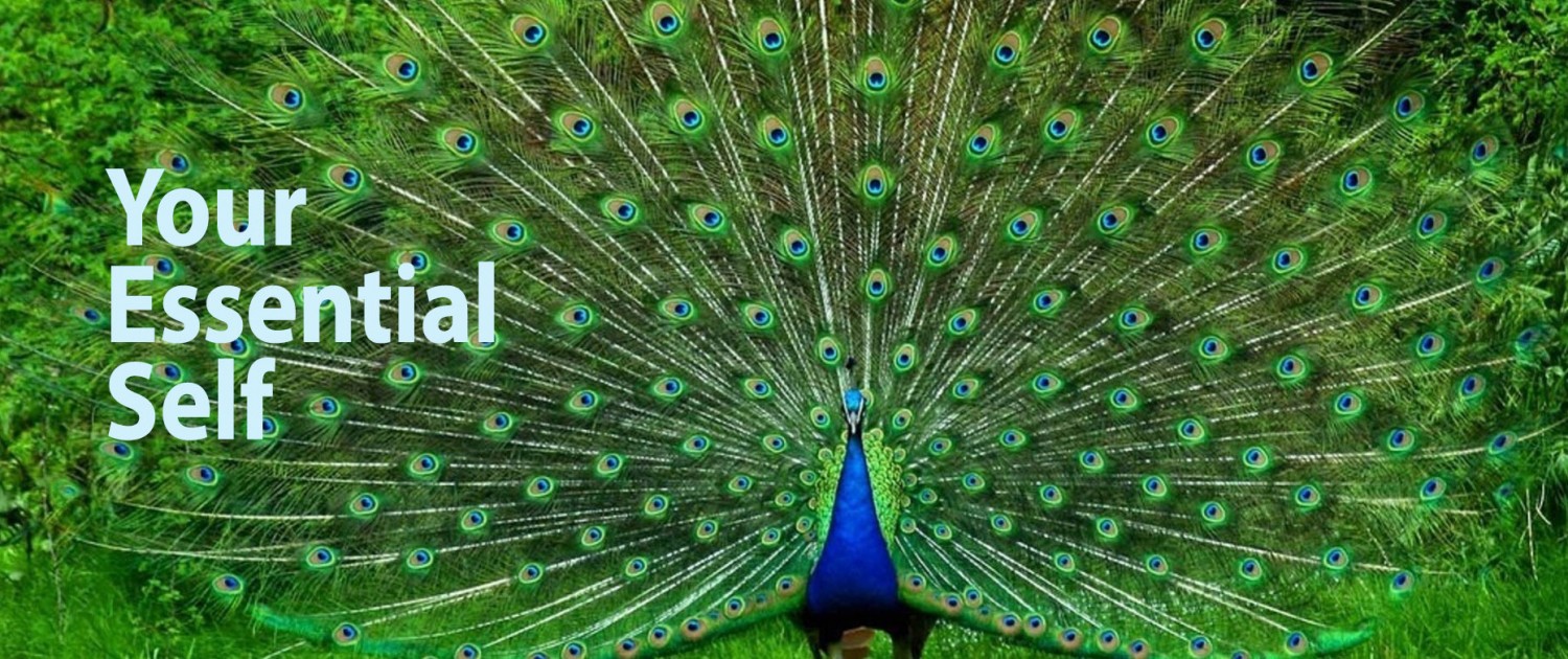 Your Essential Self Peacock Your Essential Self Peacock